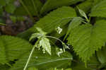 Sweet cicely <BR>Anise-root <BR>longstyle sweetroot